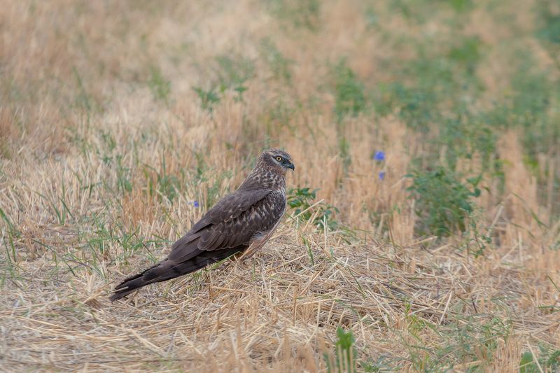 птицы, birds, луговой лунь, wildlife, лето, summer, montagu\\\'s harrier Луговой луньphoto preview