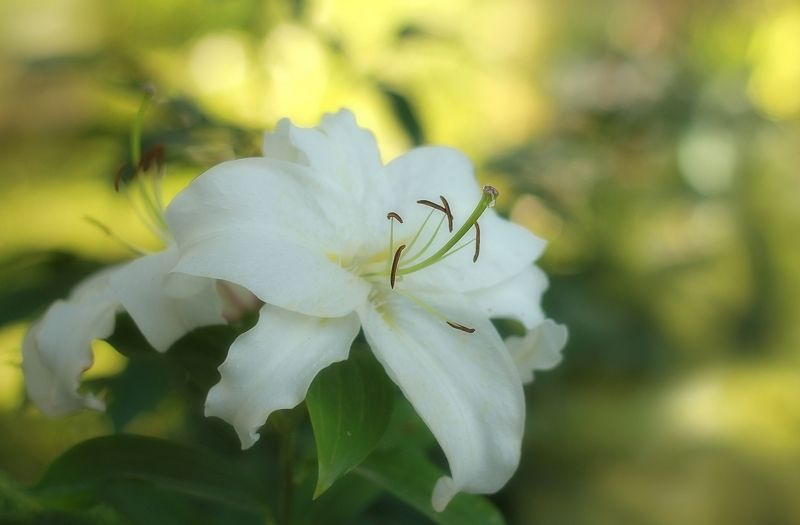 Оптимистphoto preview