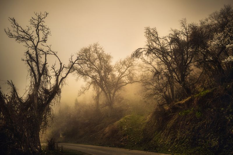 Go into the fogphoto preview