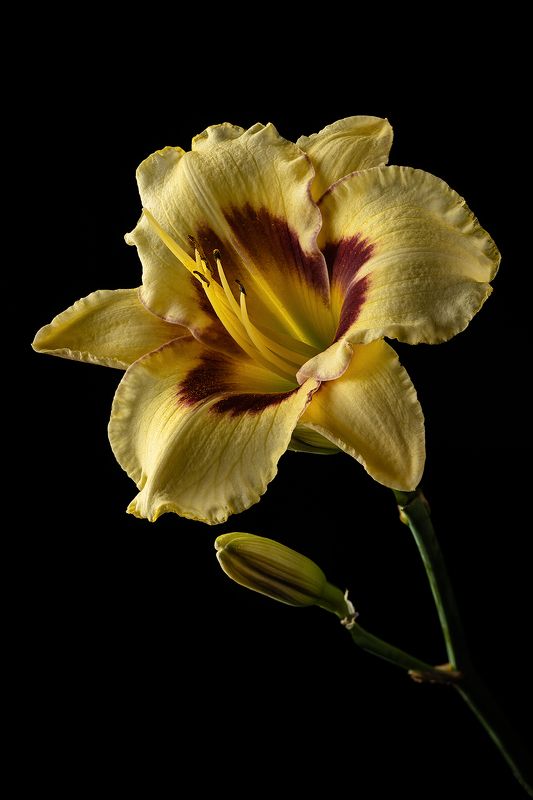 лилейник, цветок, цветение, лето, лепестки, цветы Лилейникphoto preview