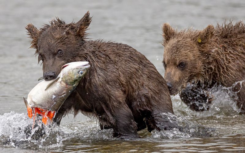 медведь, камчатка - Это моя добыча!photo preview