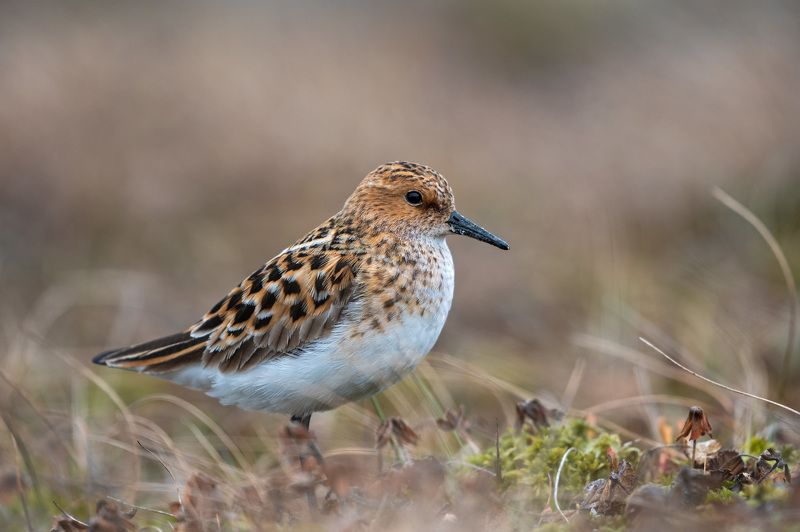 кулик-воробей,ямал кулик-воробейphoto preview
