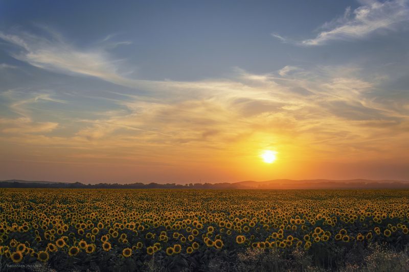 лето, вечер, закат, подсолнухи ***photo preview