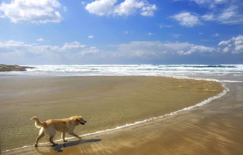 Солёный пёс.photo preview