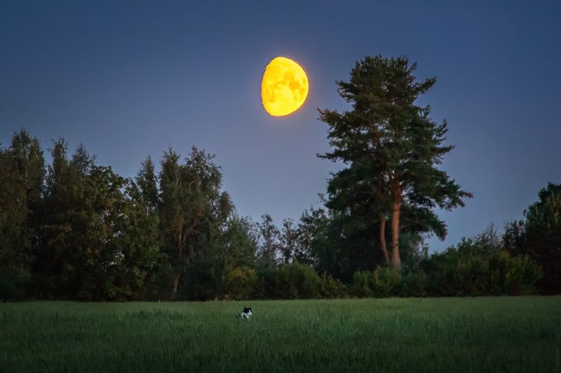 Котолуниеphoto preview