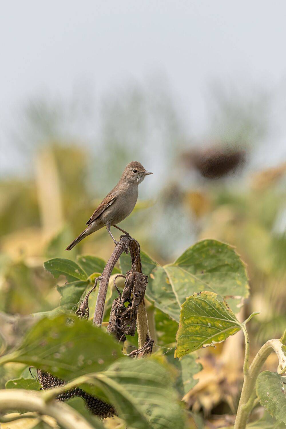 В подсолнухах. Автор: Алексей Рыльский се́рая, сла́вка, Алексей Рыльский