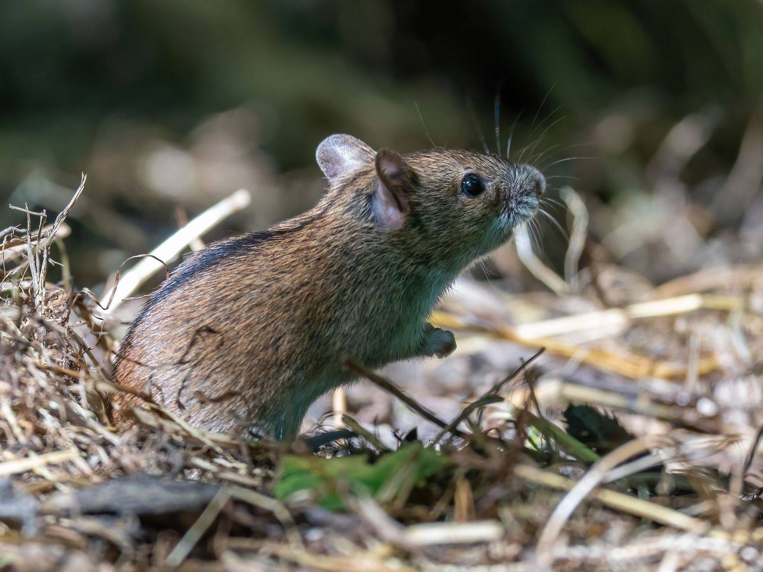 , Константин Дэм