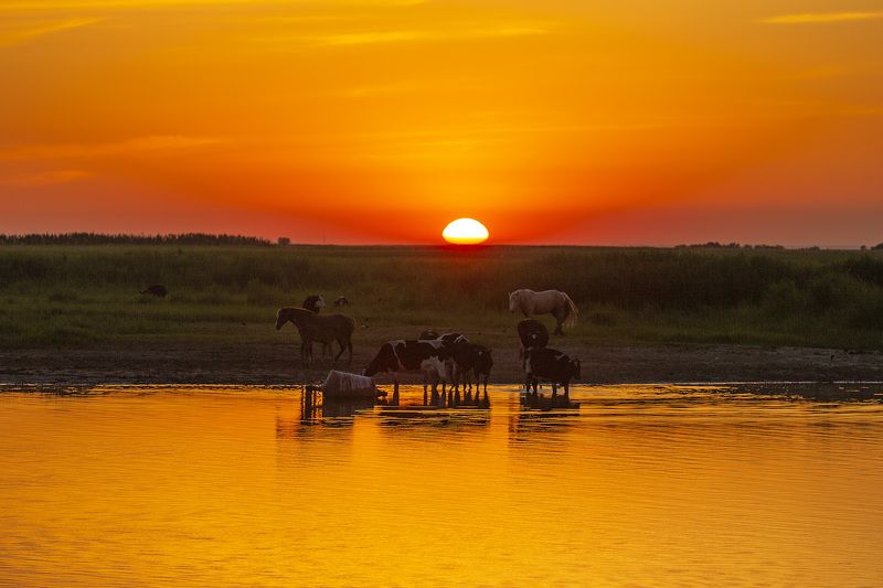 Река Дон Коровы Лошади Закат Тихий Донphoto preview