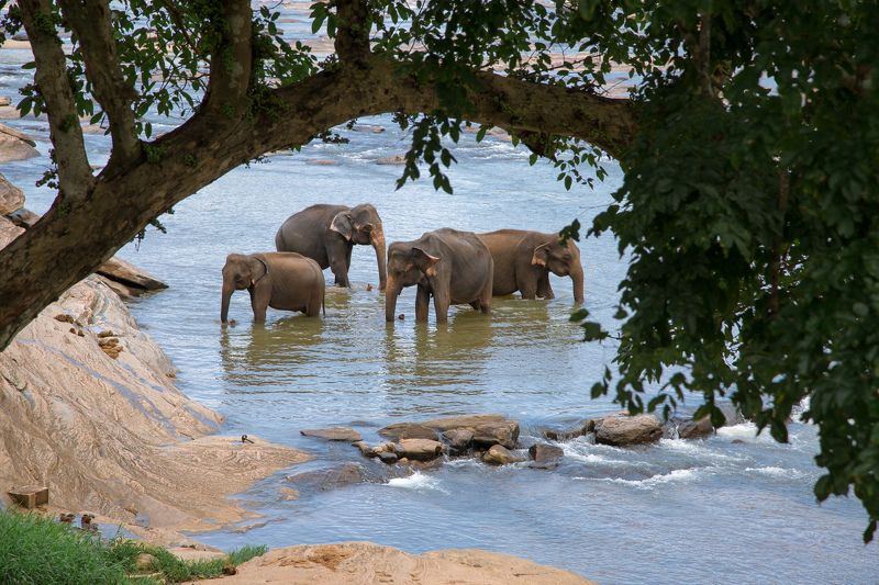 Слоныphoto preview