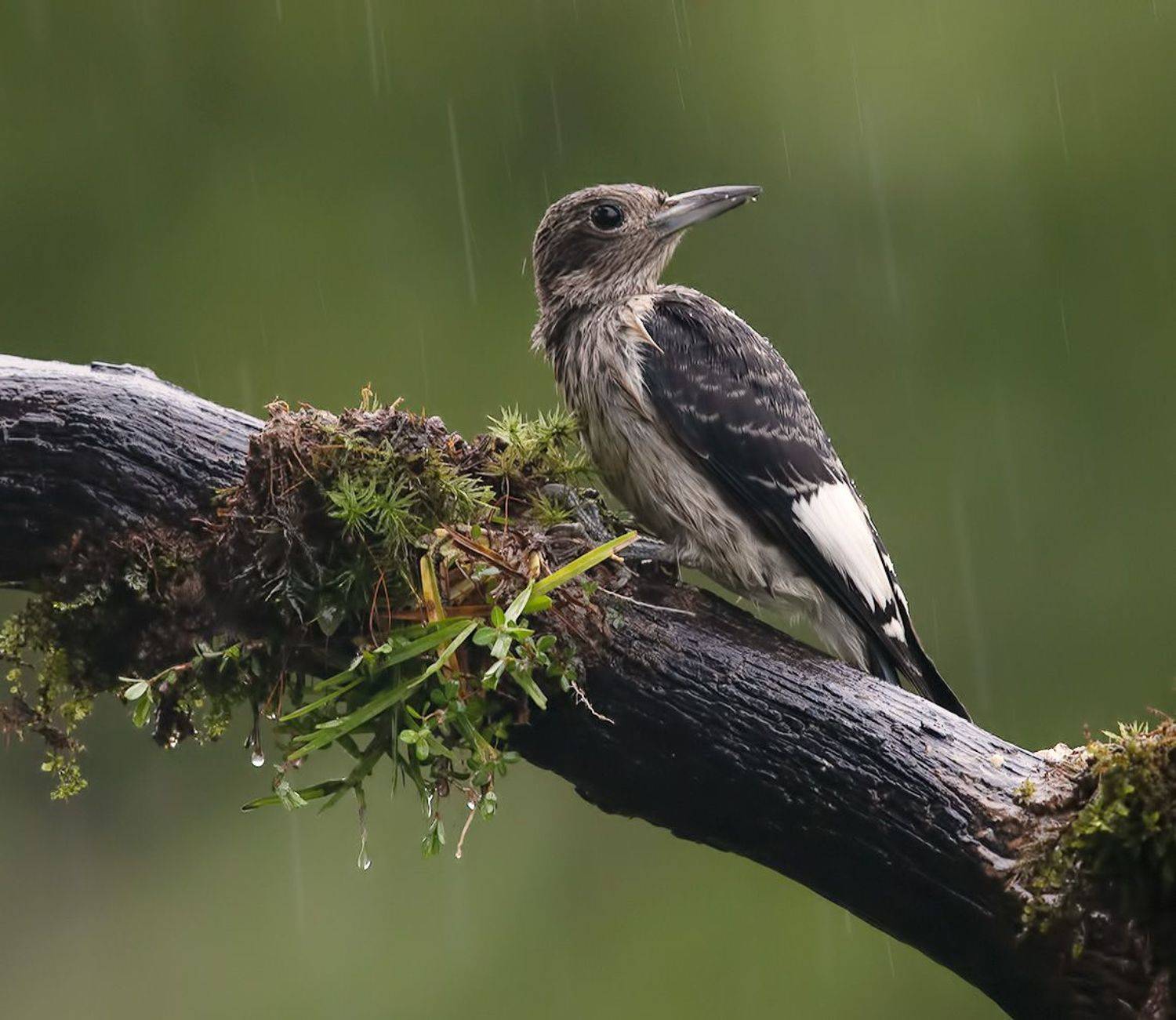 Juvenile. Red-headed woodpecker -Красноголовый меланерпес. Молодой. Автор: Etkind Elizabeth red-headed woodpecker, красноголовый меланерпес, woodpecker, дятел, Etkind Elizabeth