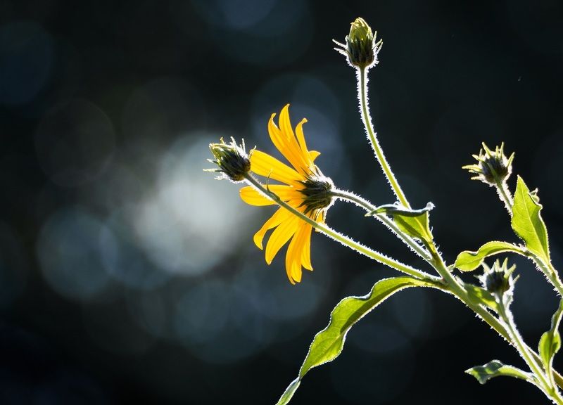 Дыханиеphoto preview