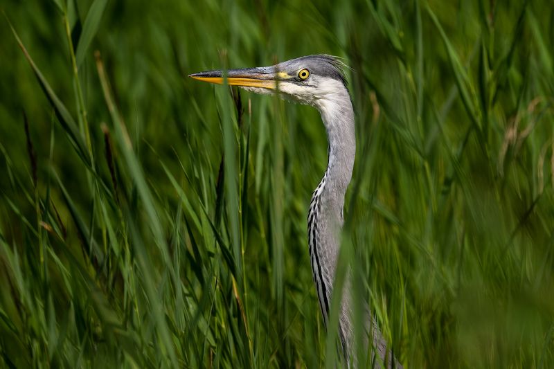 Zivju garnisphoto preview