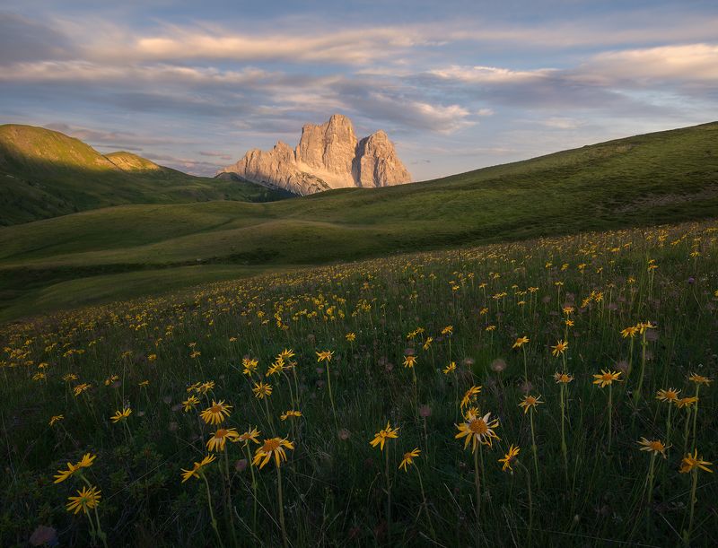 Evening Starsphoto preview