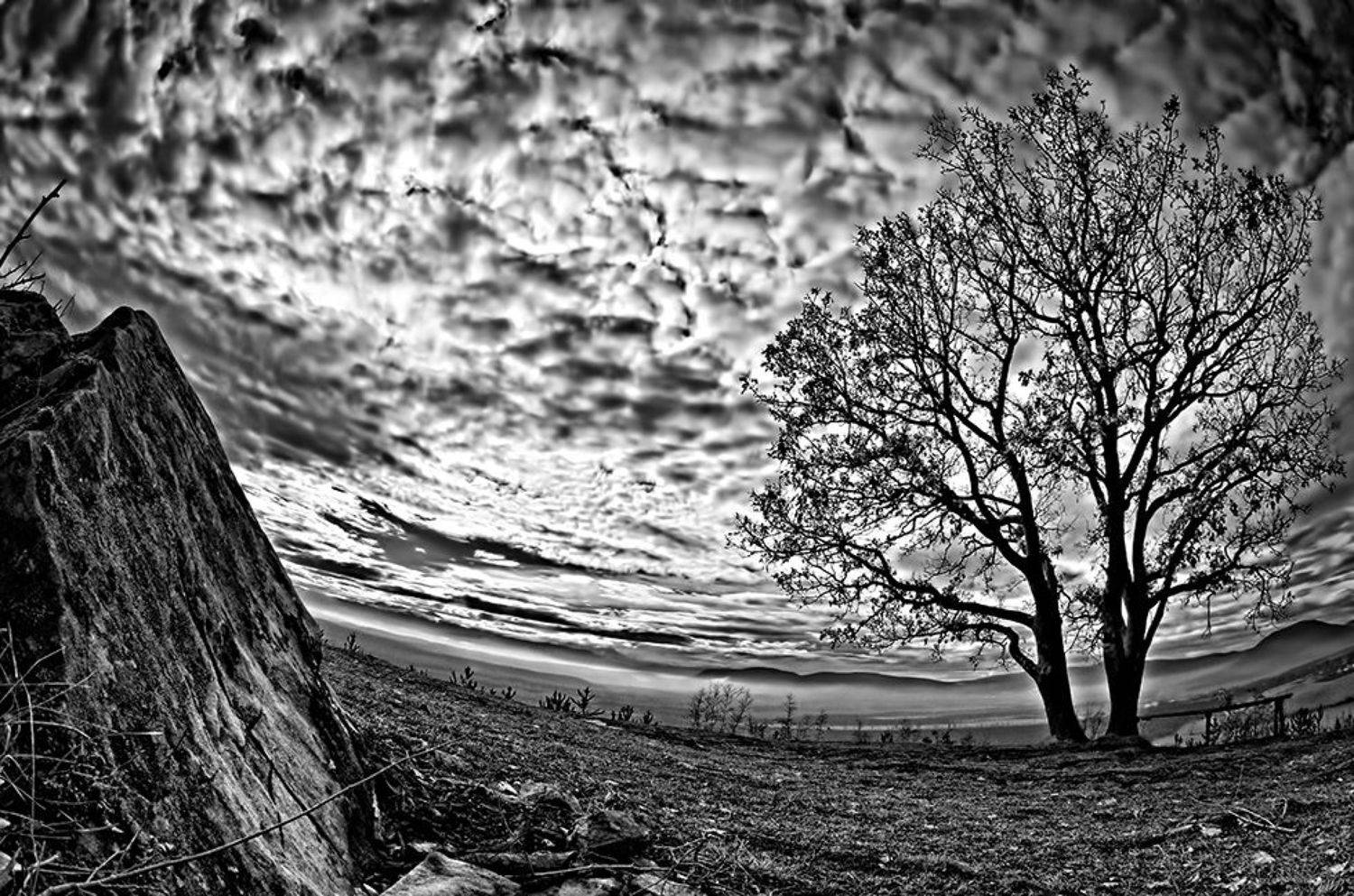 Sense of Revelation. Автор: Dr Didi Baev black, black and white, landscape, nature, photography, sky, tree, white,, Dr Didi Baev