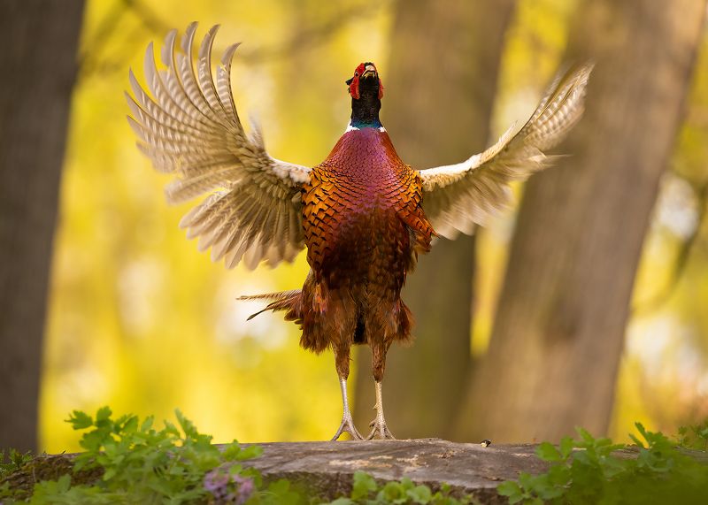 Pheasantphoto preview
