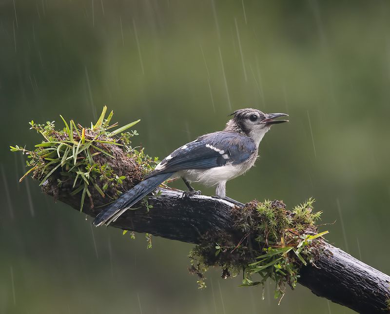 сойка, голубая сойка, jay, blue jay Blue Jay -Голубая сойка фото превью