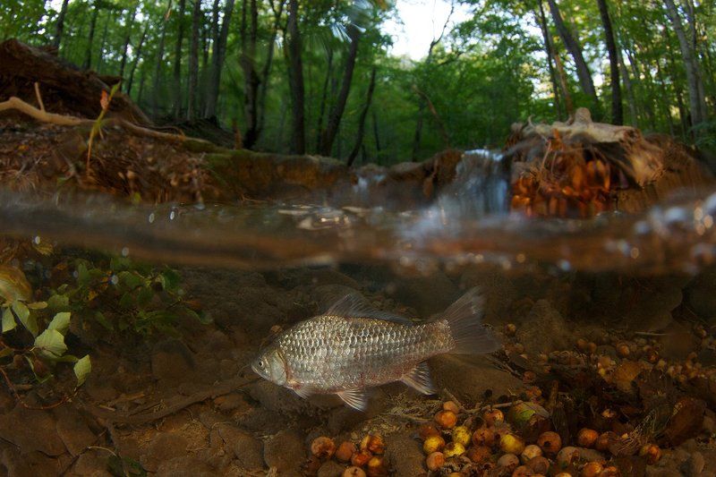 Осень, Перекат, Ручей, Серебристый карась, Сплит Ускользающее летоphoto preview