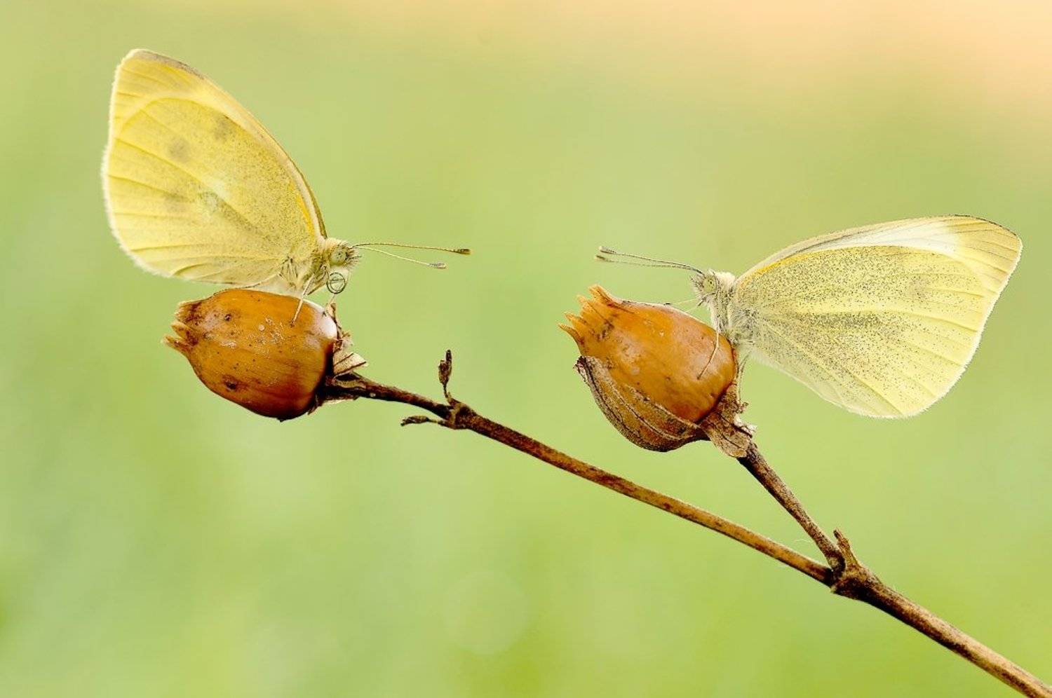 Power of love.... Автор: Zbyszek Walkiewicz , Zbyszek Walkiewicz