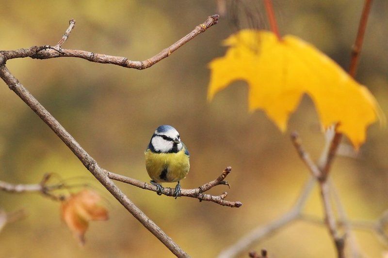 кривоногийphoto preview