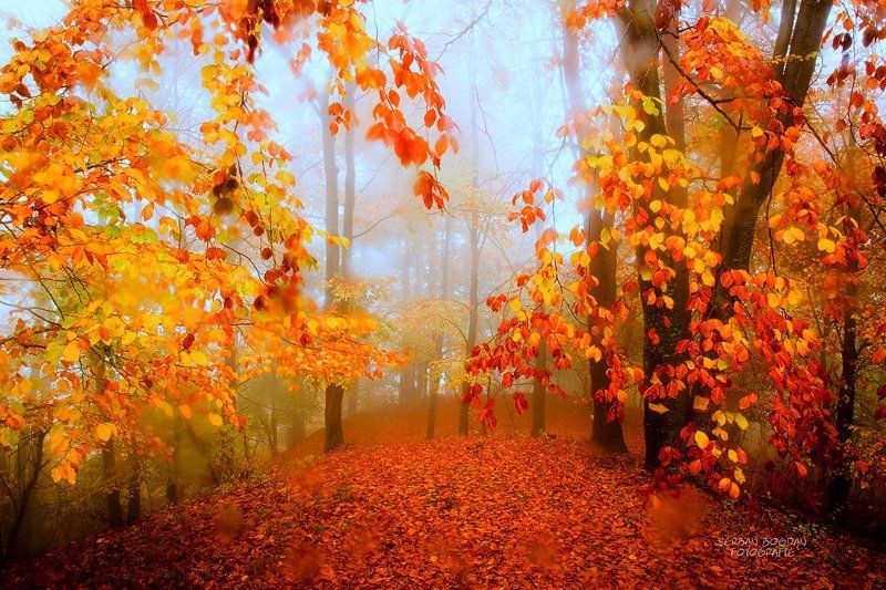 Autumn is crying with coloursphoto preview