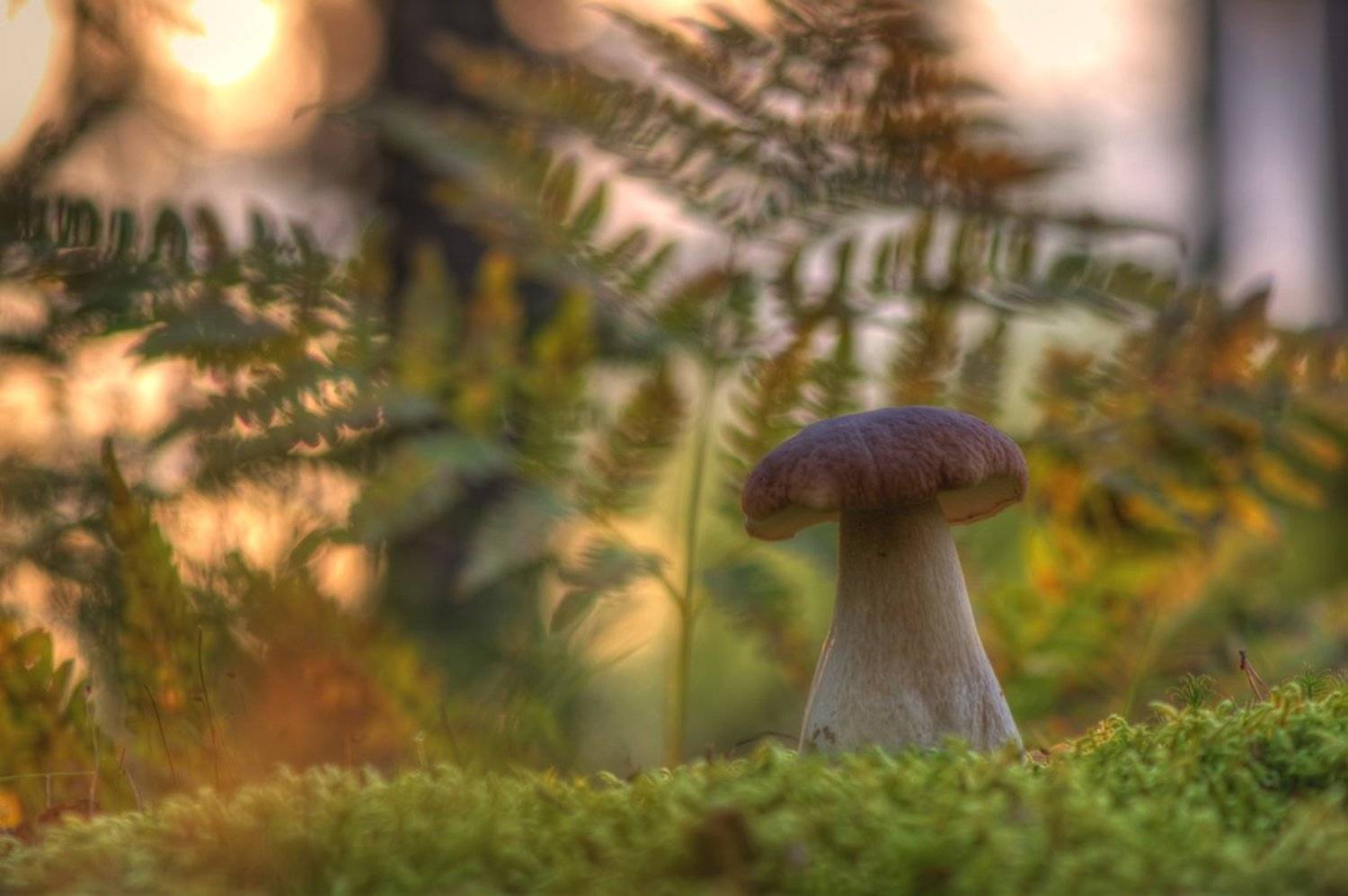 Первые дни осени. Автор: Nikolay , Nikolay