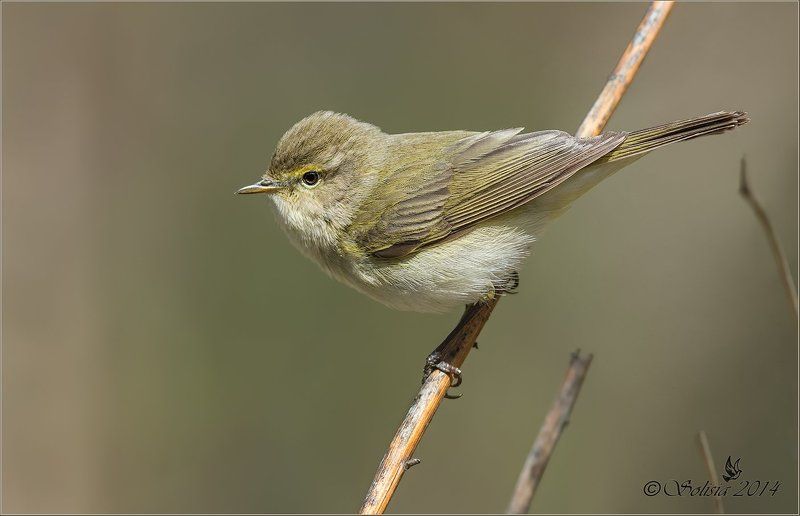 пеночки, природа, теньковка, весничка Пеночкиphoto preview