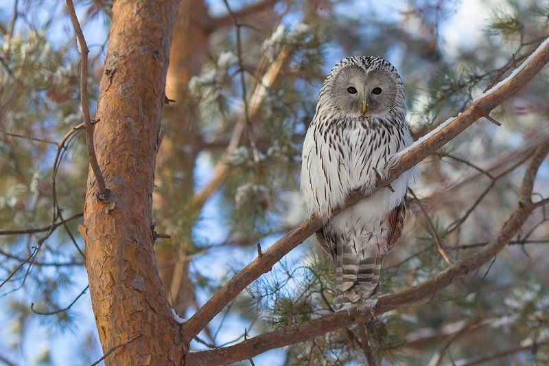 Неясыть полосатаяphoto preview