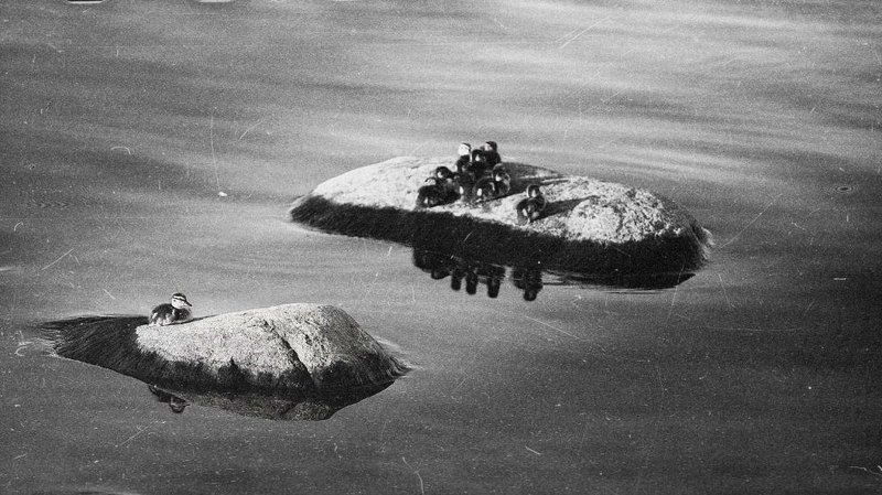 Изгойphoto preview