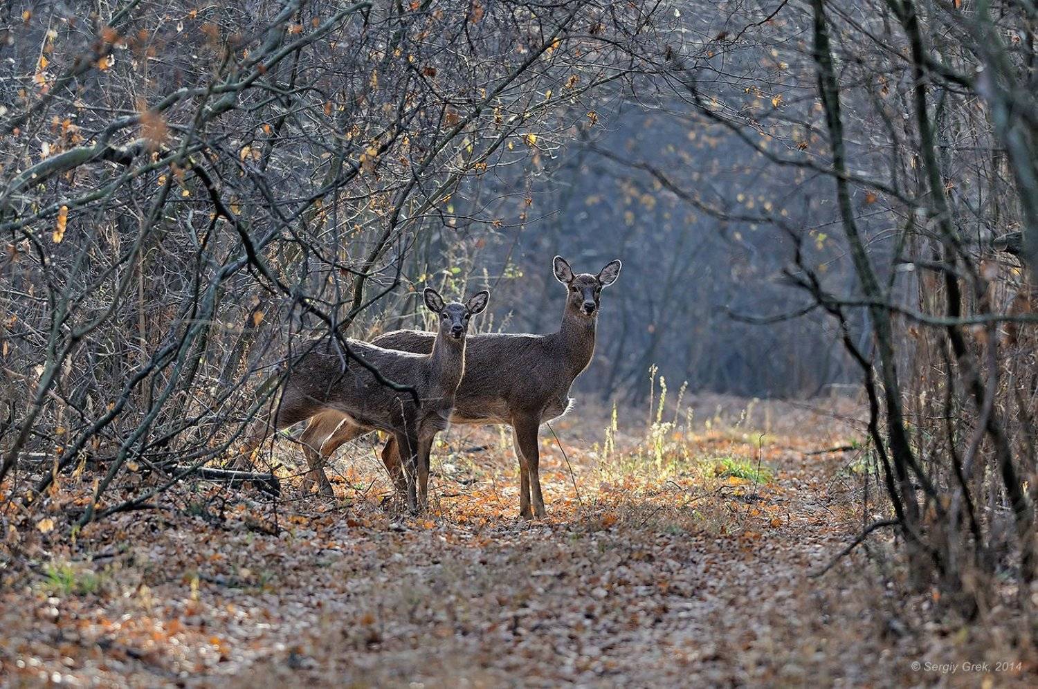 , Сергей Грек