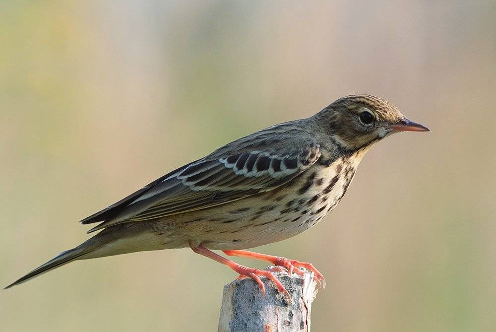 конек, лесной конек, Alexey Gnilenkov