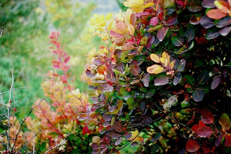 Autumn, Codak, Colors color фото превью