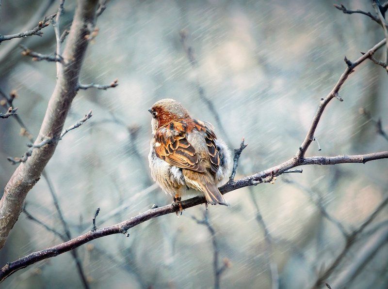 Воробушкиphoto preview