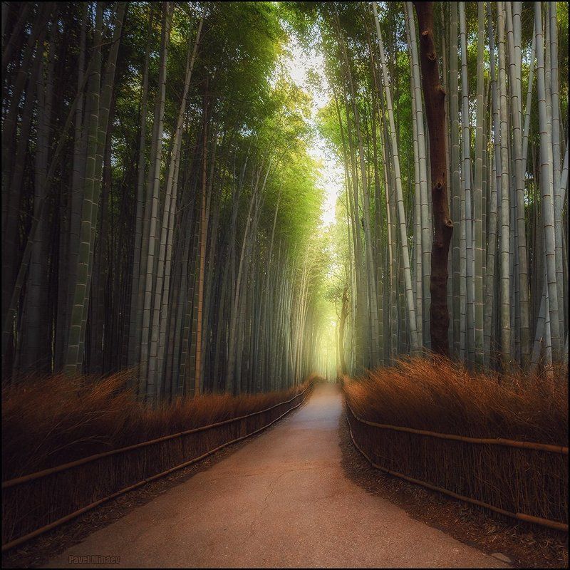 Бамбуковый лесphoto preview