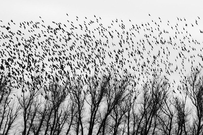 листопадphoto preview