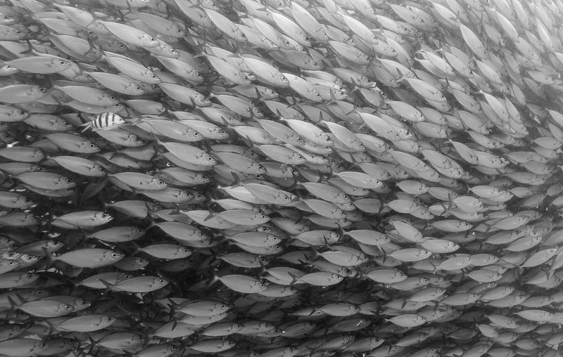 Абудефдуф, Сайпан Чужой среди своих. фото превью