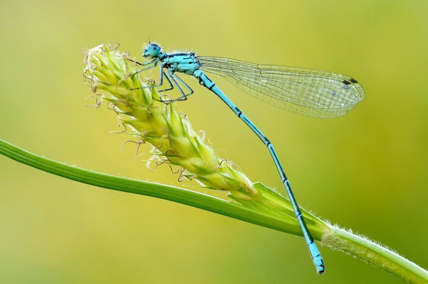 Dreamlord.... Автор: Zbyszek Walkiewicz , Zbyszek Walkiewicz