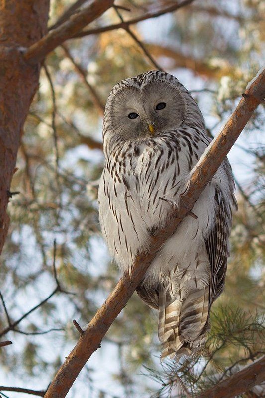 Неясытьphoto preview