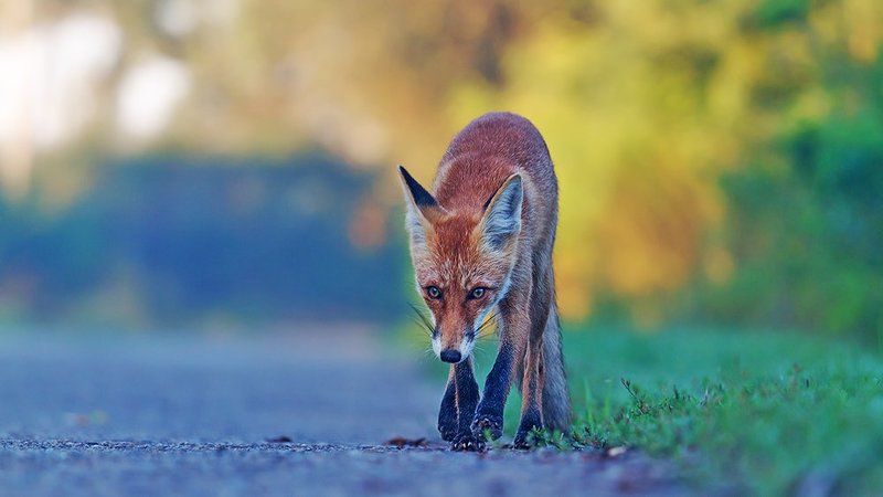 Пикник на обочинеphoto preview