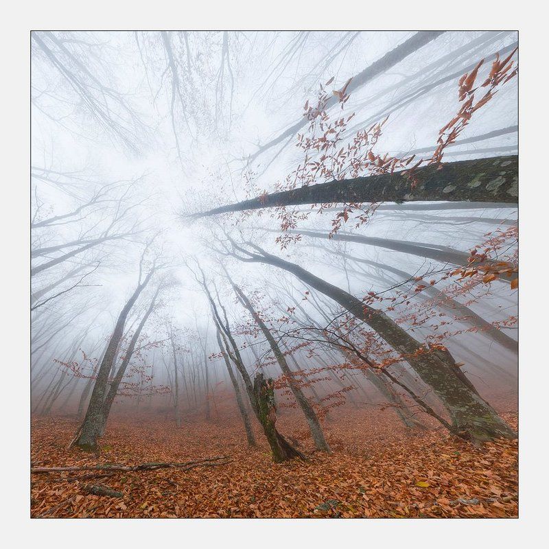 крым, лес, туман Порталphoto preview