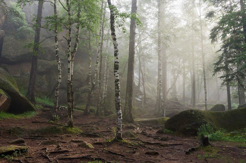 Деревья, Лес, Пейзаж, Природа, Туман, Утро Утро в заповеднике Столбыphoto preview