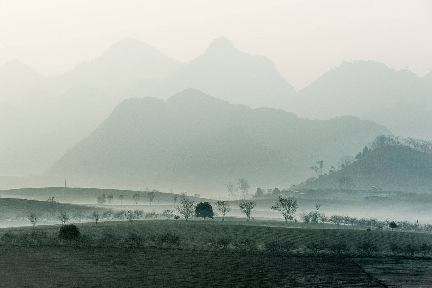 Moc Chau - Viet Nam. Автор: Hoang Gia Trang , Hoang Gia Trang