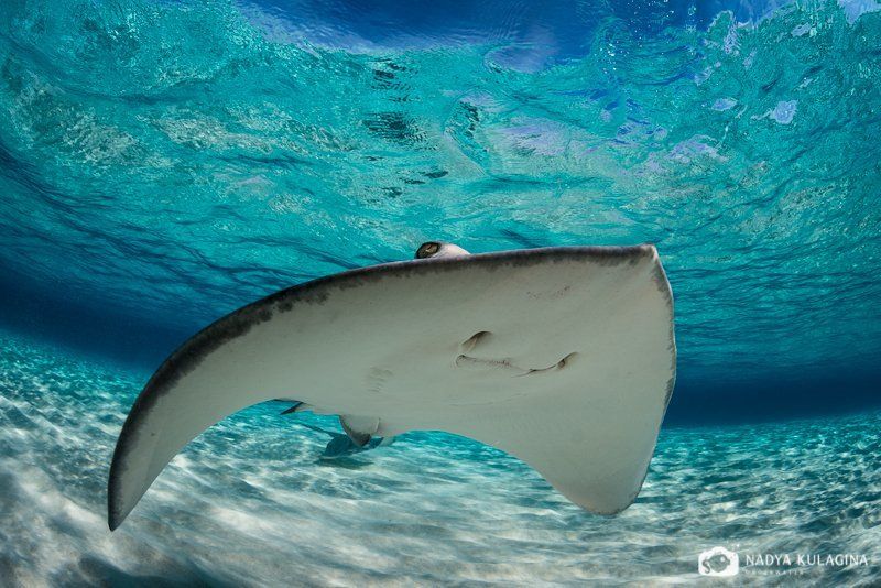 Вода, Каймановы острова, Море, Подводная съемка, Подводное фото, Скат, Хвостокол Смайликиphoto preview