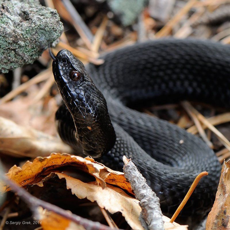 Мал, да удал!photo preview