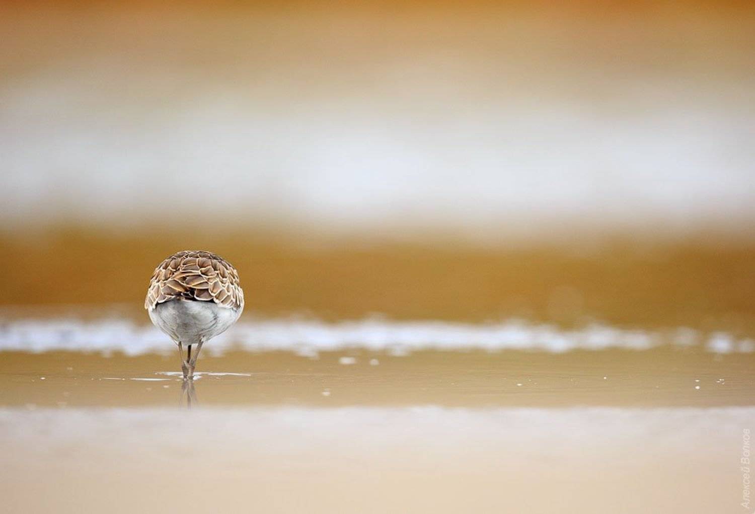 Гольф. Автор: Алексей Волков , Алексей Волков