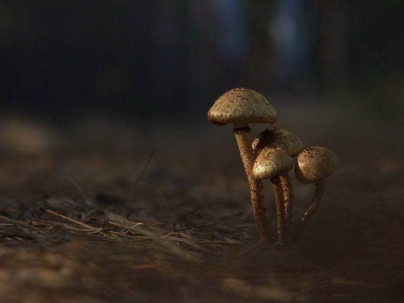 Дружная семейкаphoto preview