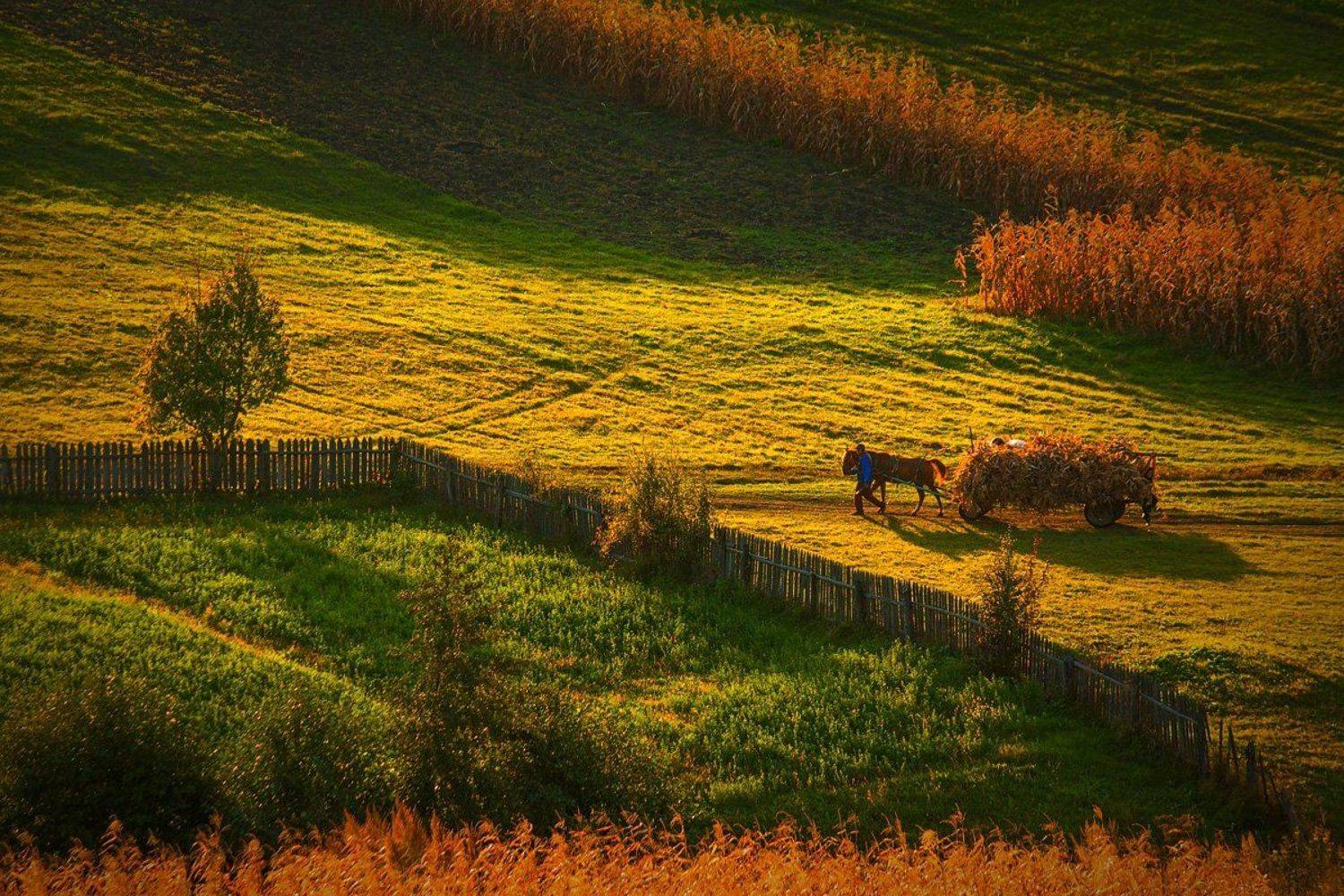 Going home (4). Автор: Serban Bogdan , Serban Bogdan