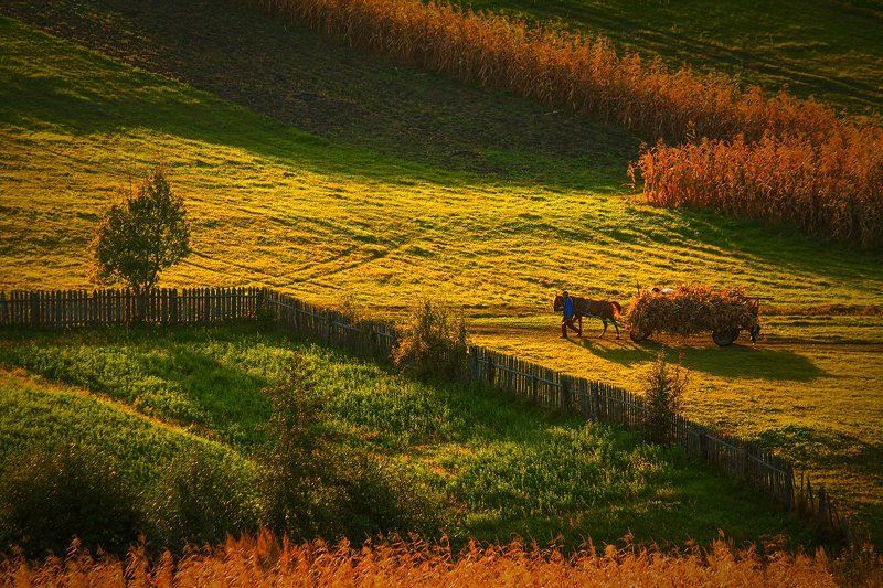 Going home (4)photo preview