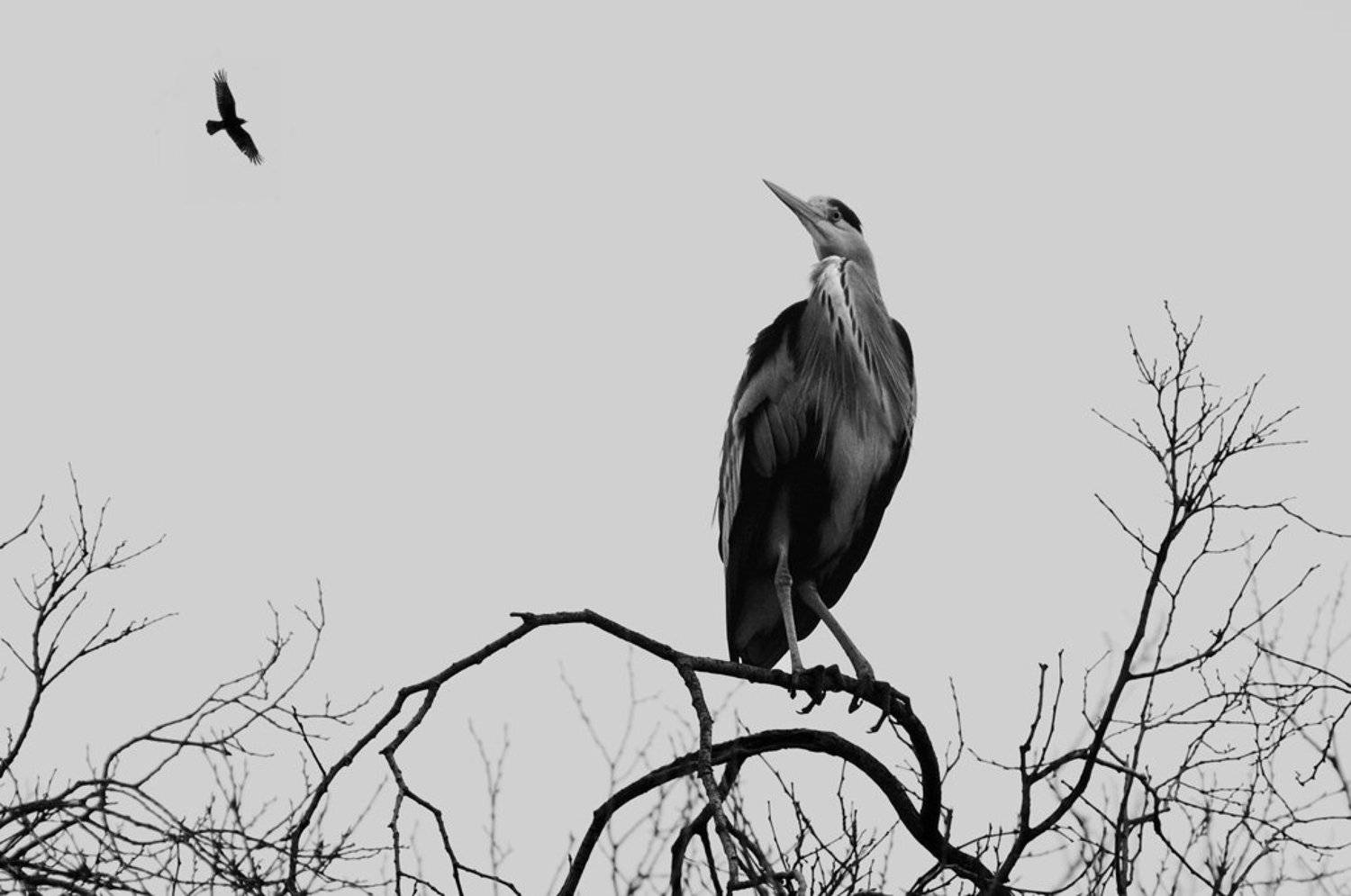 the intruder. Автор: claude ferrara , claude ferrara