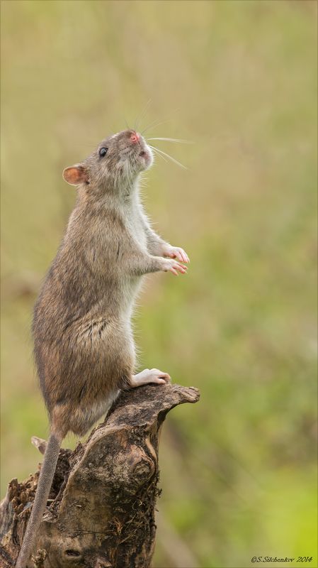 Крыса, Природа, Фотоохота Соловей разбойникphoto preview