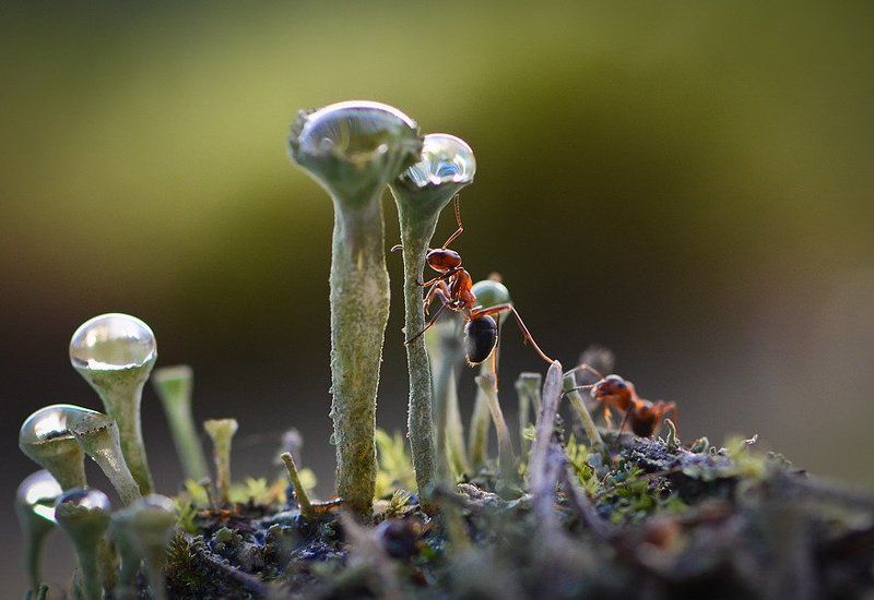 Жажда.photo preview